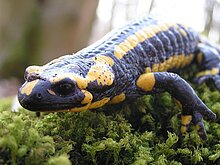 Feuersalamander (M. Olthoff)