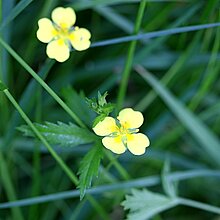 Blutwurz (Potentilla erecta). Bestand in NRW zurückgehend (Vorwarnliste NRW 2020)