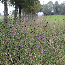 Ein artenreicher Spendersaum am Wegrand.