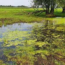 Ein besonnter Weidetümpel mit der seltenen Wasserfeder im NSG Wildpferdebahn.