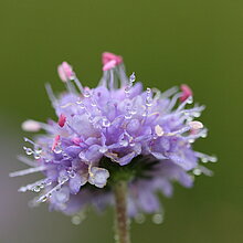 Die Blüte des Teufelabbiss (Succisa pratensis)