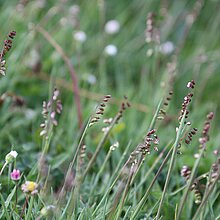 Zittergras (Briza media). In NRW im Bestand gefährdet (Rote Liste NRW 2020)