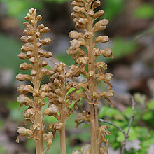 Vogel-Nestwurz (Neottia nidus avis)