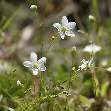 Sagina nodosa im Naturschutzgebiet Brink.