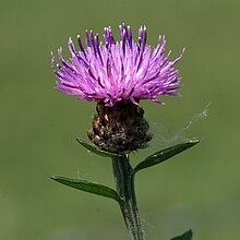 Wiesen-­Flockenblume (Centaurea jacea). In NRW im Bestand gefährdet (Rote Liste NRW 2020)