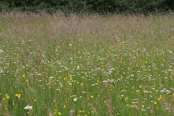 Im Kreis Coesfeld gibt es nur noch wenige Flächen mit artenreichen Glatthaferwiesen. Vereinzelt sind sie auch als Wegraine oder auf unbefestigten Wirtschaftswegen mit alter Grasnarbe erhalten geblieben, wie hier in Südkirchen.