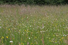Im Kreis Coesfeld gibt es nur noch wenige Flächen mit artenreichen Glatthaferwiesen. Vereinzelt sind sie auch als Wegraine oder auf unbefestigten Wirtschaftswegen mit alter Grasnarbe erhalten geblieben, wie hier in Südkirchen.