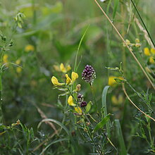 Wiesen-­Platterbse (Lathyrus pratensis)