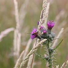 Sumpf-Kratzdistel (Cirsium palustre)