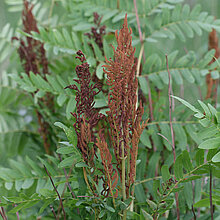 Königsfarn (Osmunda regalis)