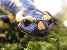 Feuersalamander (M. Olthoff)