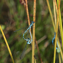Hufeisenazurjungfer Libelle