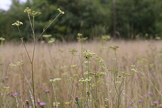 Schlodbachaue bei Nordkirchen im Spätsommer: Die Glatthaferwiese mit der seltenen Wiesensilge (Silaum silaus) wächst auf basischen und feuchten Böden. Die Wiesensilge blüht erst spät von August bis September, sodass der zweite Wiesenschnitt hier nicht zu früh erfolgen darf.