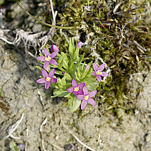 Centaurium pulchellum in der Tongrube Brink