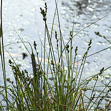 Grau-Segge (Carex canescens)