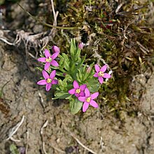 Zierliches Tausendgüldenkraut (Centaurium pulchellum). In NRW im Bestand gefährdet (Rote Liste NRW 2020)