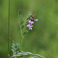 Zaun-­Wicke (Vicia sepium)