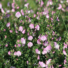 Dorniger Hauhechel (Ononis spinosa)