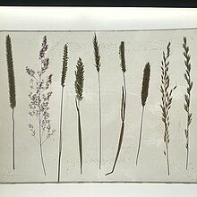 Epoxidharztafel gpresster und getrockneter Süßgrasarten (Poacaea).