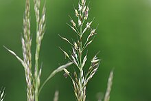 Ährchenstand des Glatthafers (Arrhenatherum elatius).