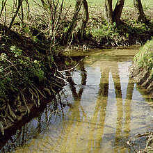 Natürliche Uferbefestigung am Felsbach durch das Wurzelwerk der Schwarzerlen (Alnus glutinosa).