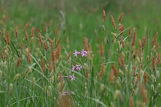 NSG Alstätter Wäldchen (Billerbeck): Ein Großseggenried mit blühender SchlankSegge (Carex gracilis) und KuckucksLichtnelke (Lychnis floscuculi). Großseggen wurden früher als Einstreu für das Vieh genutzt. Streng genommen gehören diese Bestände eher zu den Röhrichten. Sie stehen aber oft räumlich in Kontakt zu den Feuchtwiesen und haben oft ähnliche Begleitarten.