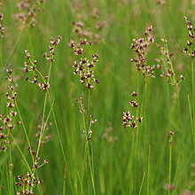 Spitzblütige Binse (Juncus acutiflorus)