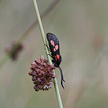 Knäuel­-Binse (Juncus conglomeratus)