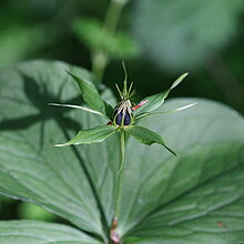 Einbeere (Paris quadrifolia)