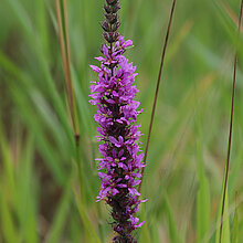 Blühender Blutweiderich