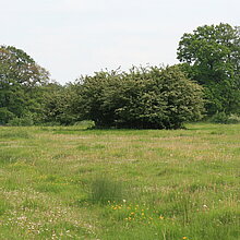 Im NSG Hirschpark befindet sich mit über 50 verschiedenen Pflanzenarten eine der artenreichsten und wertvollsten Grünlandflächen des Kreises Coesfeld. 
