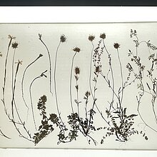 Epoxidharztafel gpresster und getrockneter Pflanzenarten eines Sandtrockenrasens.