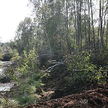 Maßnahmen am Torfstich 1: Neugestaltung/Optimierung Lebensraum Kreuzotter.