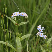 Sumpf-Vergissmeinnicht (Myosotis scorpioides)