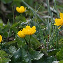 Sumpfdotterblume (Caltha palustris). In NRW im Bestand gefährdet (Rote Liste NRW 2020)