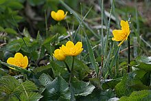 Sumpfdotterblume (Caltha palustris). In NRW im Bestand gefährdet (Rote Liste NRW 2020)