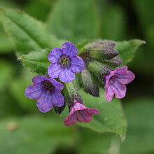 Geflecktes Lungenkraut (Pulmonaria officinalis)