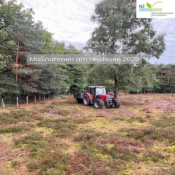 🌿 Naturschutz im NSG Heidesee 2025 🌿Im Naturschutzgebiet Heidesee in Coesfeld-Goxel wurden in&hellip;