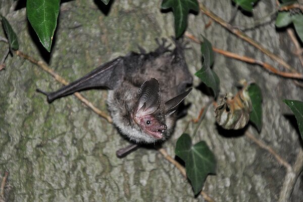 Bechsteinfledermaus (M. Olthoff)