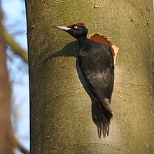 Schwarzspecht (Dryocopus martius)
