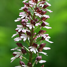 Das Purpur-Knabenkraut (Orchis purpurea)