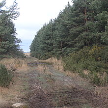 Erhaltung der Heidelandschaft Borkenberge: Stechginster-Entfernung (vorher)