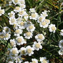 Sumpf-­Schafgarbe (Achillea ptarmica). Bestand in NRW zurückgehend (Vorwarnliste NRW 2020)