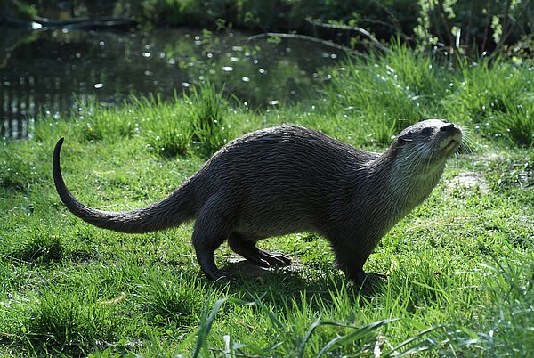 Fischotter (Flussbüro Erfurt)