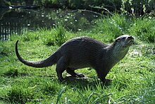 Fischotter (Flussbüro Erfurt)