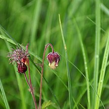 Bach-­Nelkenwurz (Geum rivale). In NRW im Bestand gefährdet (Rote Liste NRW 2020)