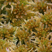 Torfmoos - Sphagnum fallax im Venner Moor.