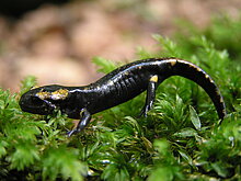 Feuersalamander, Jungtier (M. Olthoff)