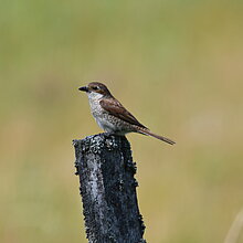Neuntöter (Lanius collurio)