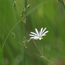 Gras-­Sternmiere (Stellaria graminea)